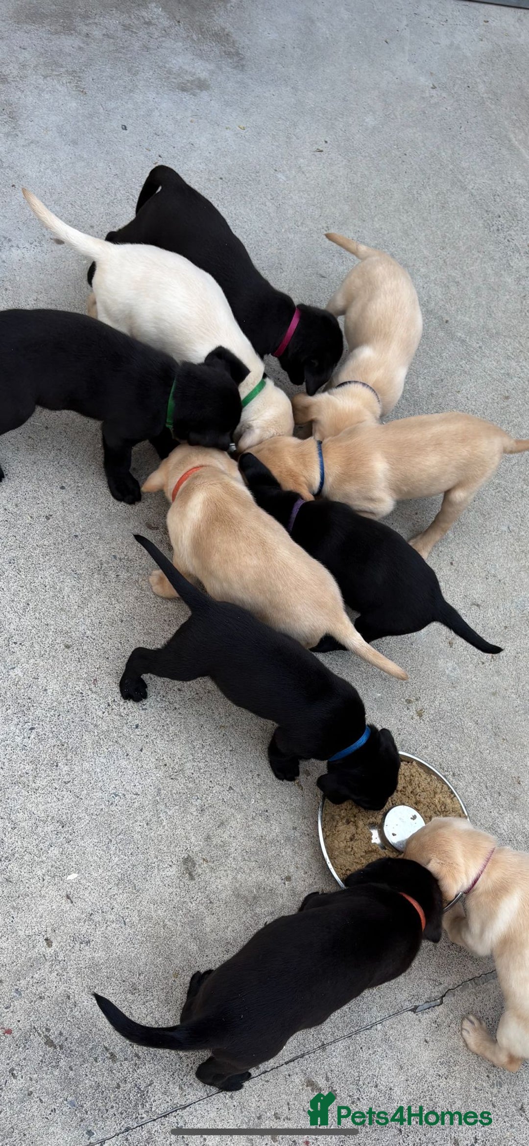 Labrador Retriever dogs for sale: IGL Champion × Top Irish Bitch Ready Mid–End Aug - Image 4