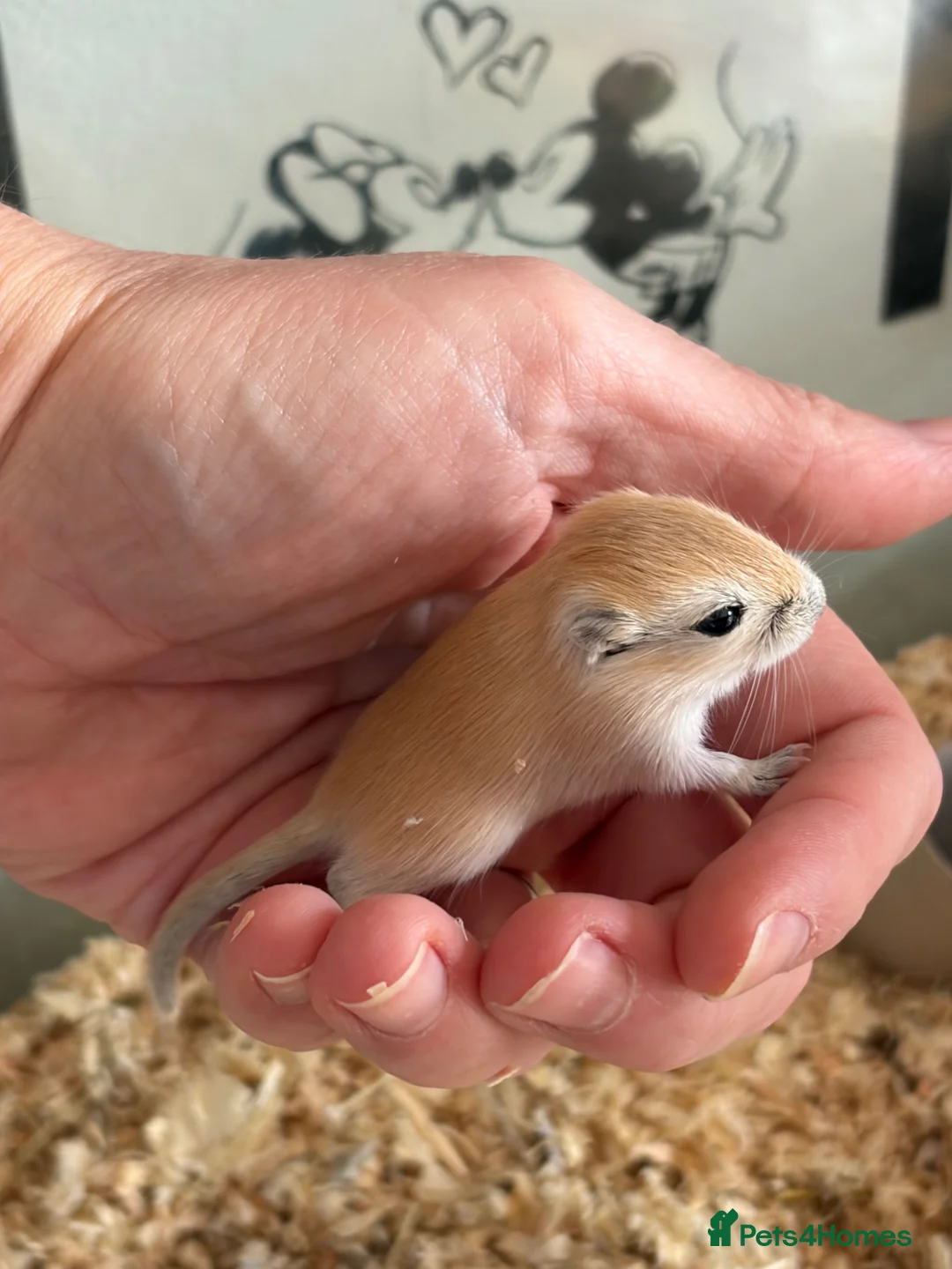Gerbil rodents for sale: Mum & Daughter with Tank  - Advert 2
