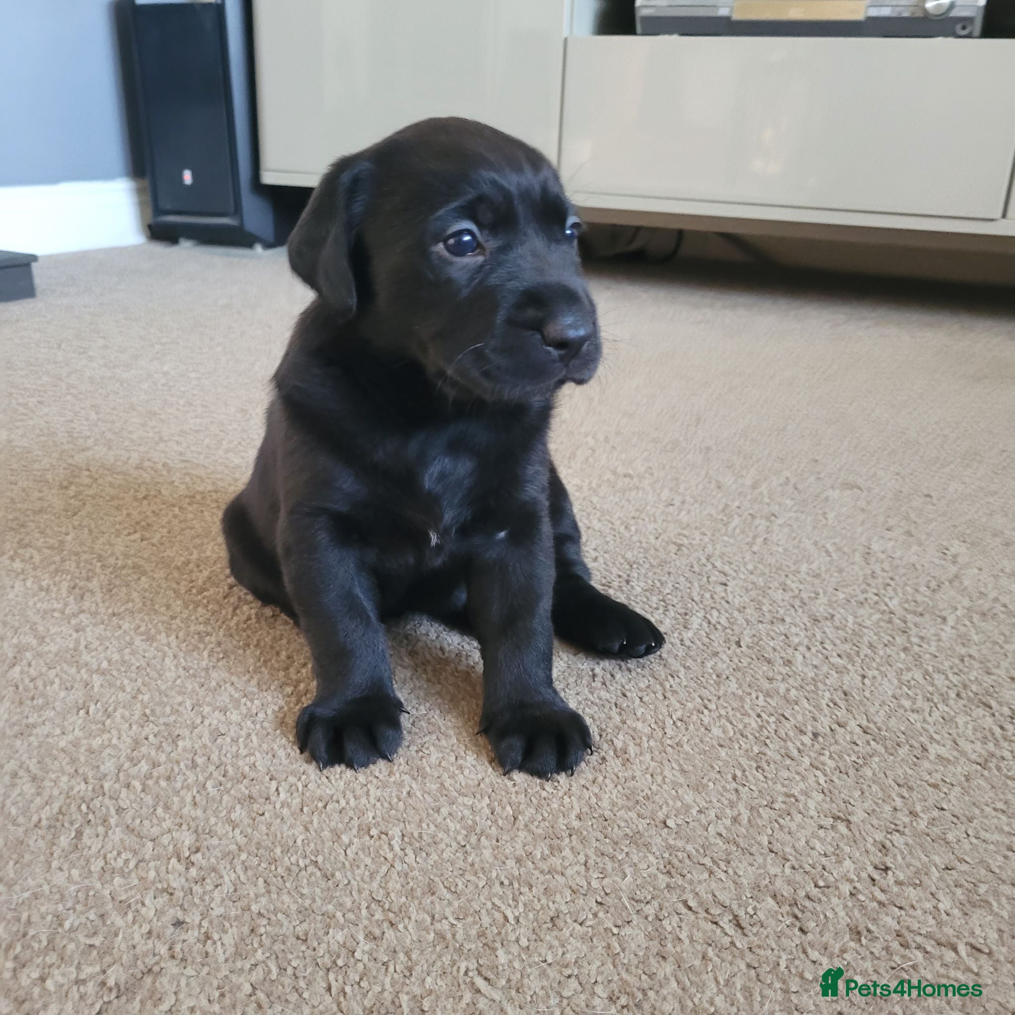 Labrador Retriever dogs Adorable Labrador Puppies for Sale! - Advert 15