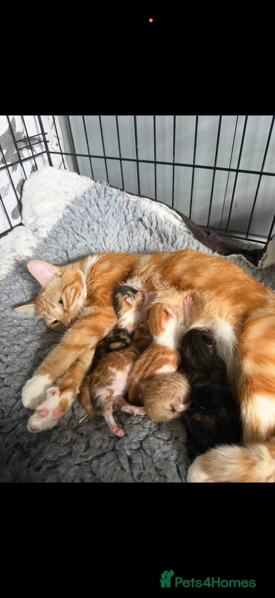 Mixed Breed cats for sale: 5 gorgeous kittens for sale  in Ilminster - Advert 2