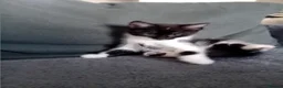 Mixed Breed cats for sale: 10 week old kittens looking for forever homes  in Newport - Advert 3