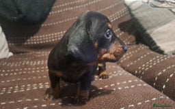 Dachshund dogs for sale: Beautiful dashound puppies  - Image 5