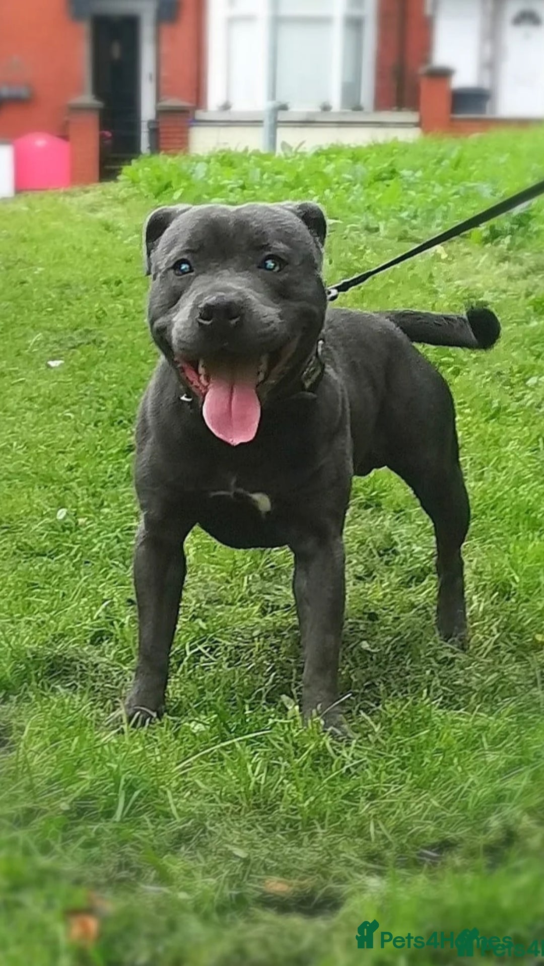Staffordshire Bull Terrier dogs for sale: Gorgeous staffy puppies  - Advert 7
