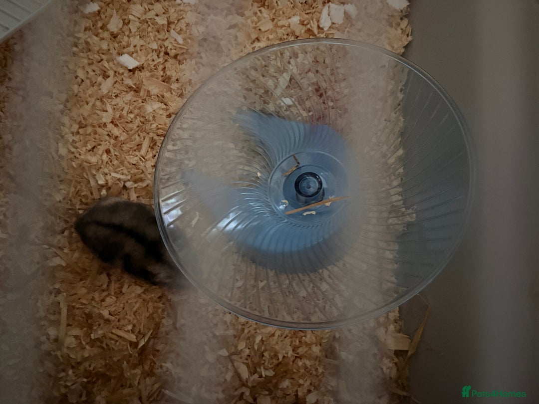 Hamster rodents for sale: Russian dwarf hamster  - Advert 2