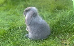 French Lop rabbits for sale: French lop babies - Image 9