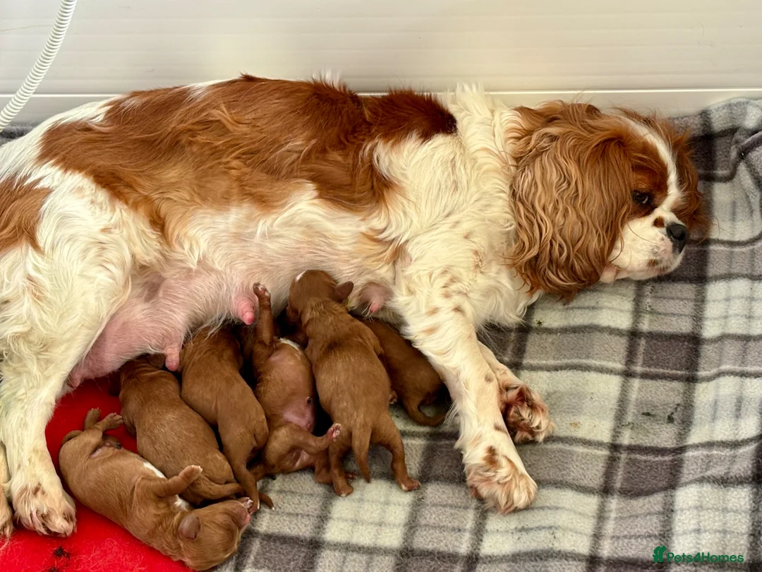 Cavapoo dogs for sale: Stunning red toy’s- Health Tested - KC parents - Advert 2
