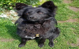 Mixed Breed dogs for adoption: 💖🐶 LILU JET 🐶💖 - Image 4
