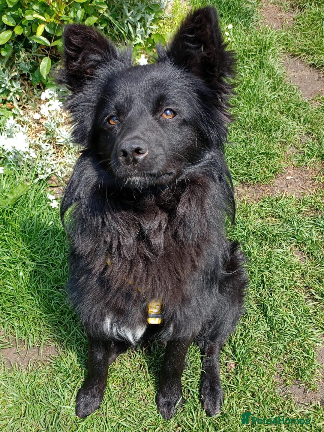 Mixed Breed dogs for adoption: 💖🐶 LILU JET 🐶💖 - Image 4