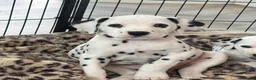 Dalmatian dogs for sale: Exceptional Litter. 2 Boys Remaining  - Advert 4