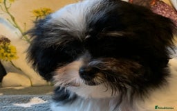 Maltese dogs for sale: Adorable little Maltese puppies  - Image 21