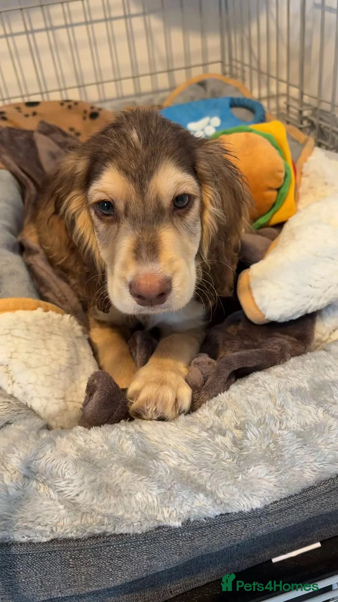Cocker Spaniel dogs for sale:  Beautiful Chocolate & Tan Cocker Spaniel Boy - Advert 1