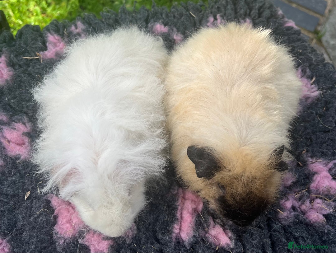 Guinea Pig rodents for sale: Guinea pigs, breed- Sheltie, Coronet, Texel,Merino - Image 4