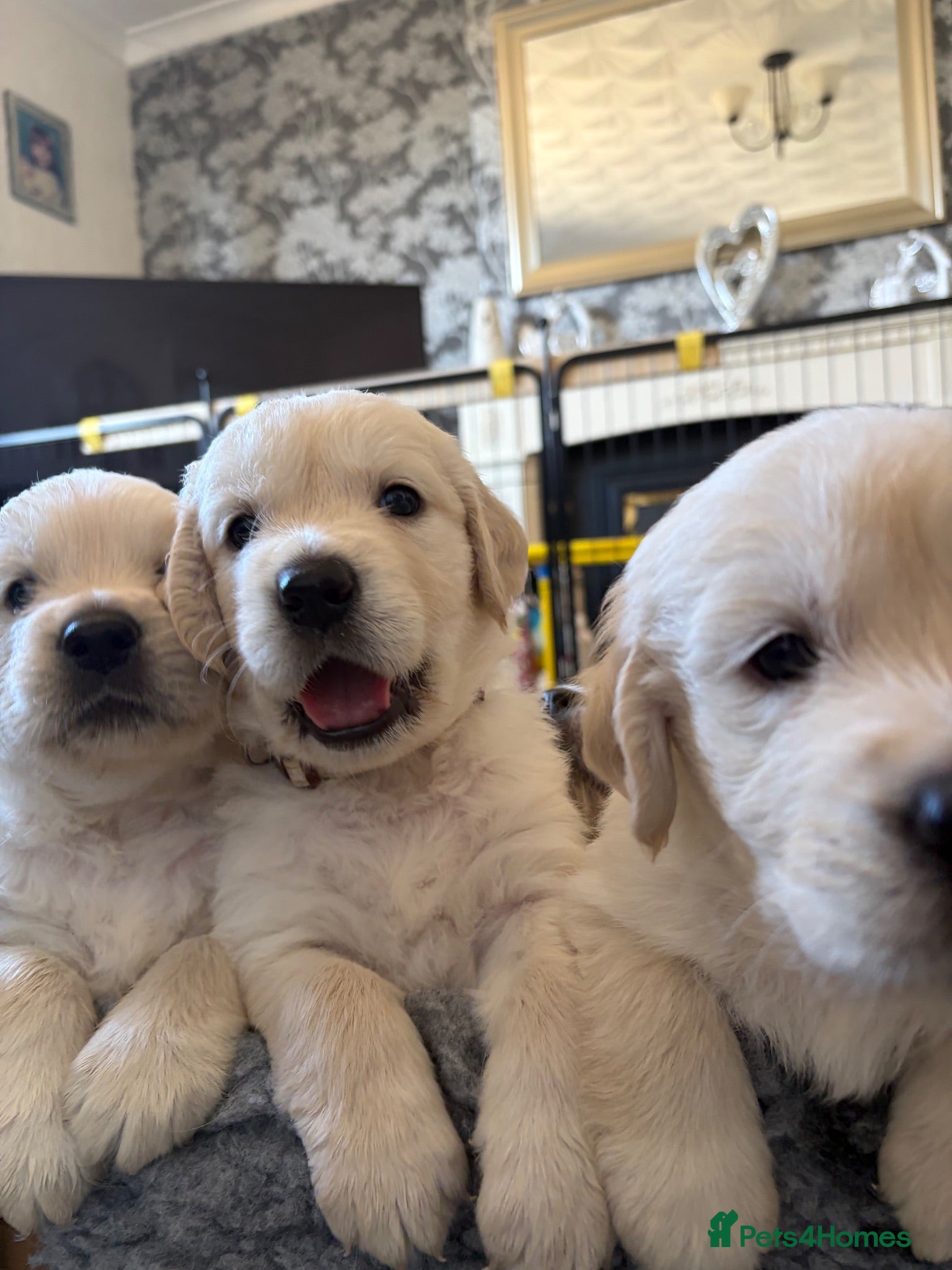 Golden Retriever dogs BEAUTIFUL KC REG SHOWLINE GOLDEN RETRIEVER PUPPIES - Advert 5