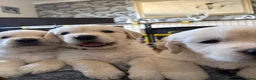 Golden Retriever dogs for sale: BEAUTIFUL KC REG SHOWLINE GOLDEN RETRIEVER PUPPIES - Advert 7