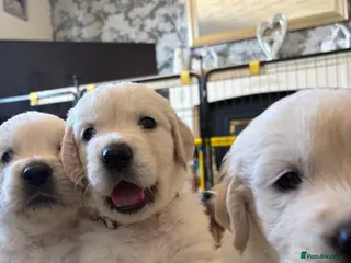 Golden Retriever dogs BEAUTIFUL KC REG SHOWLINE GOLDEN RETRIEVER PUPPIES - Advert 5