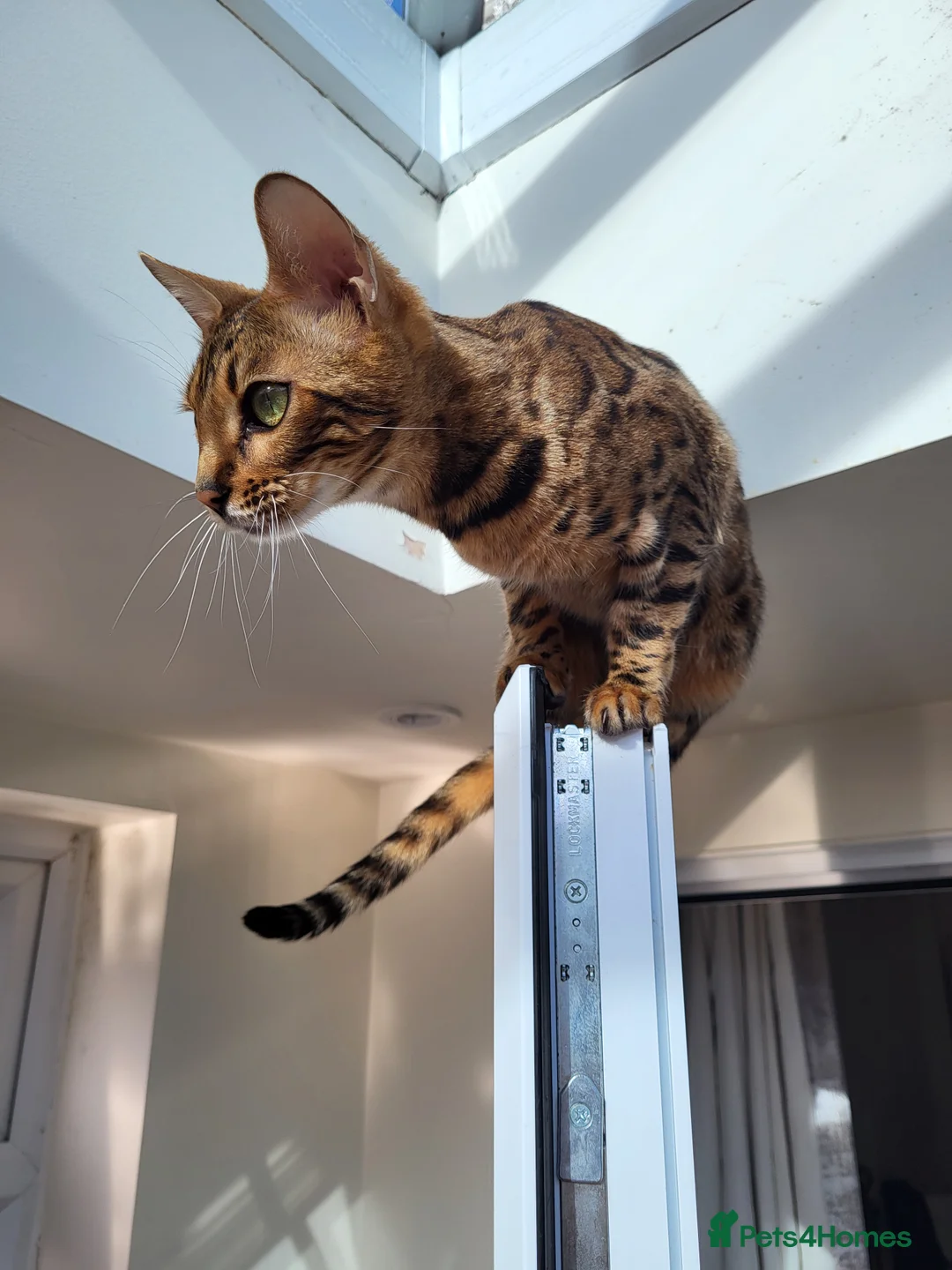 Bengal cats for sale: Female bengal  in Deal - Advert 4