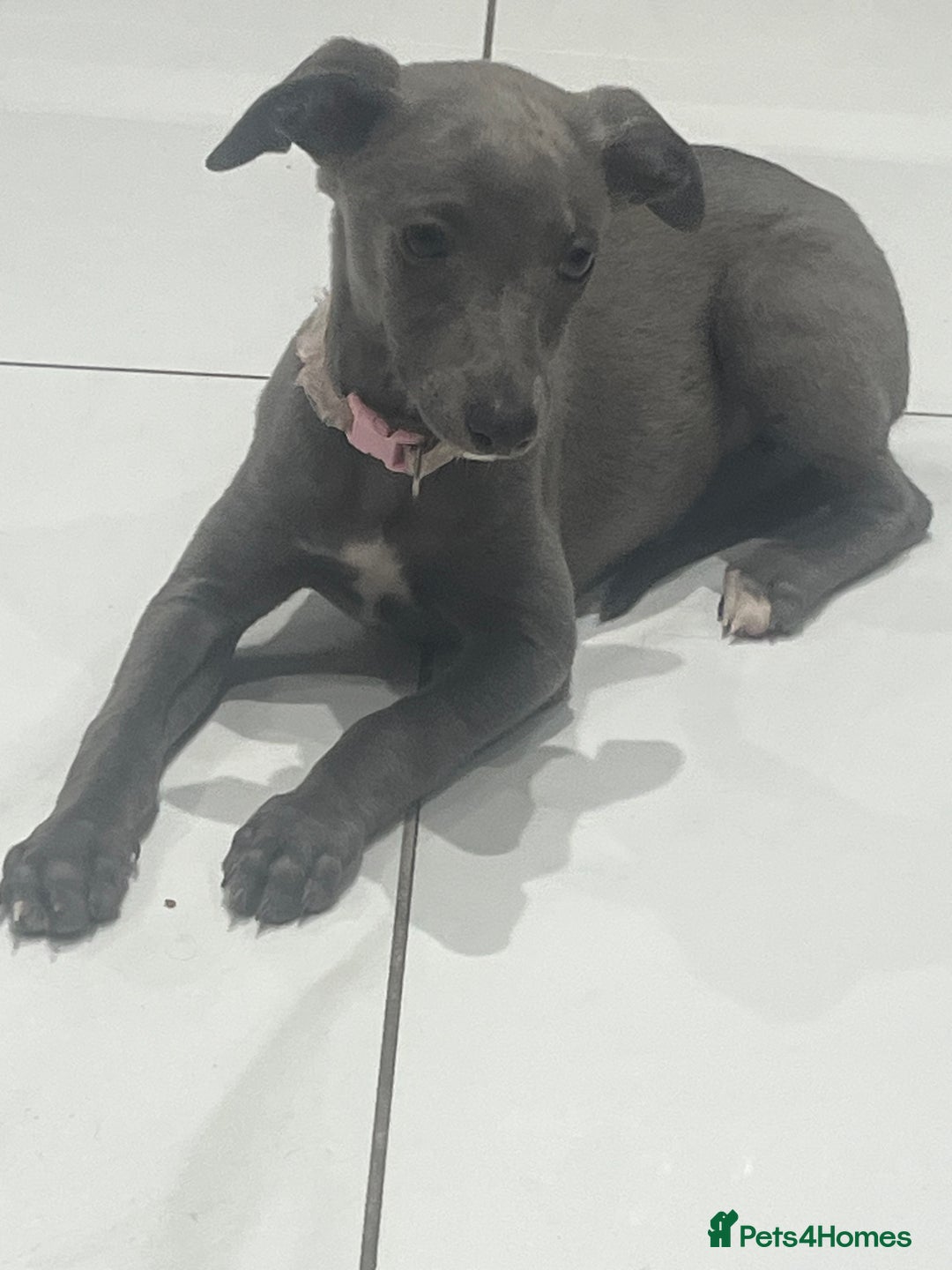 Whippet dogs for sale: 9 weeksold blue whippets ready to leave  - Image 6
