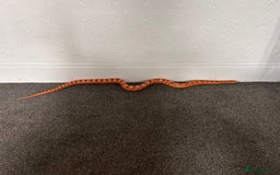 Snake reptiles for sale: Corn snake with equipment  - Image 7