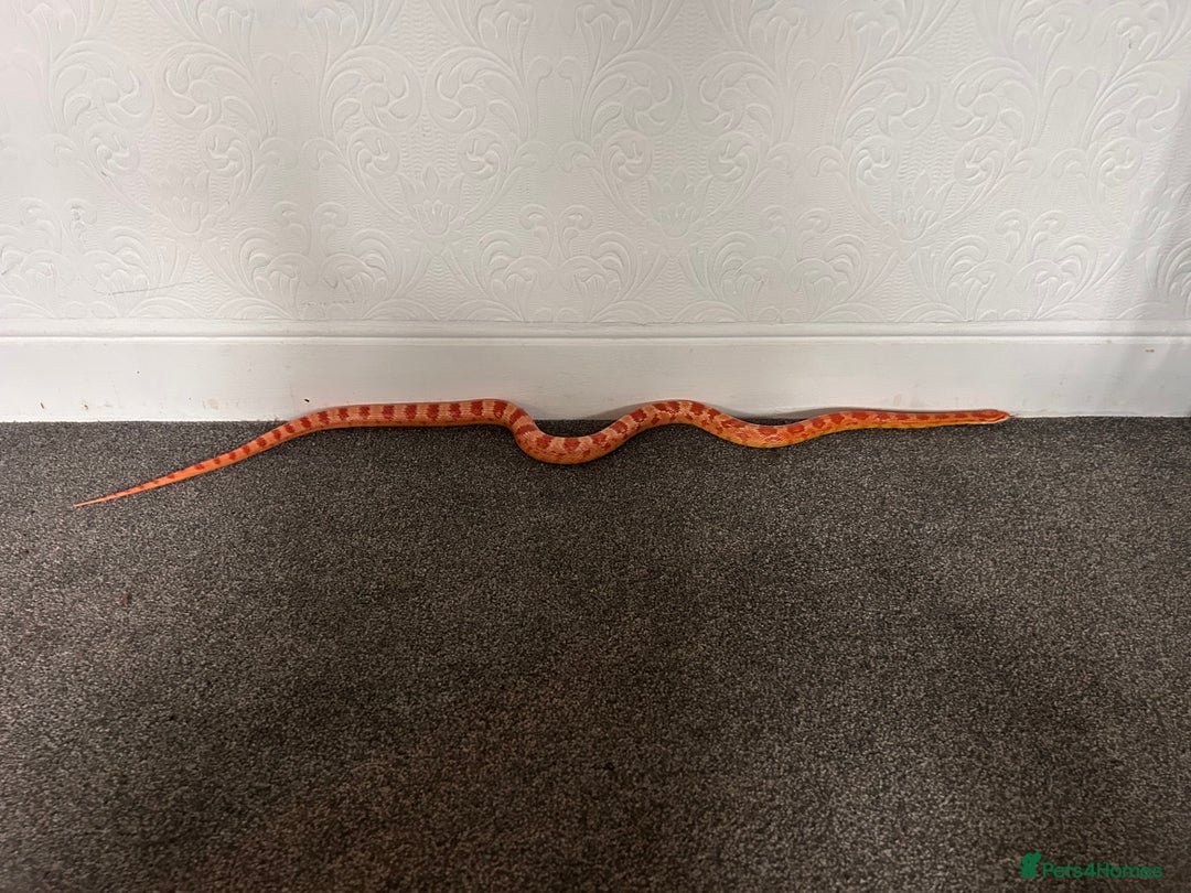 Snake reptiles for sale: Corn snake with equipment  - Image 7