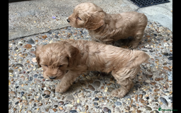 Cockapoo dogs for sale: Gorgeous F1 Cockapoo puppies - Image 10