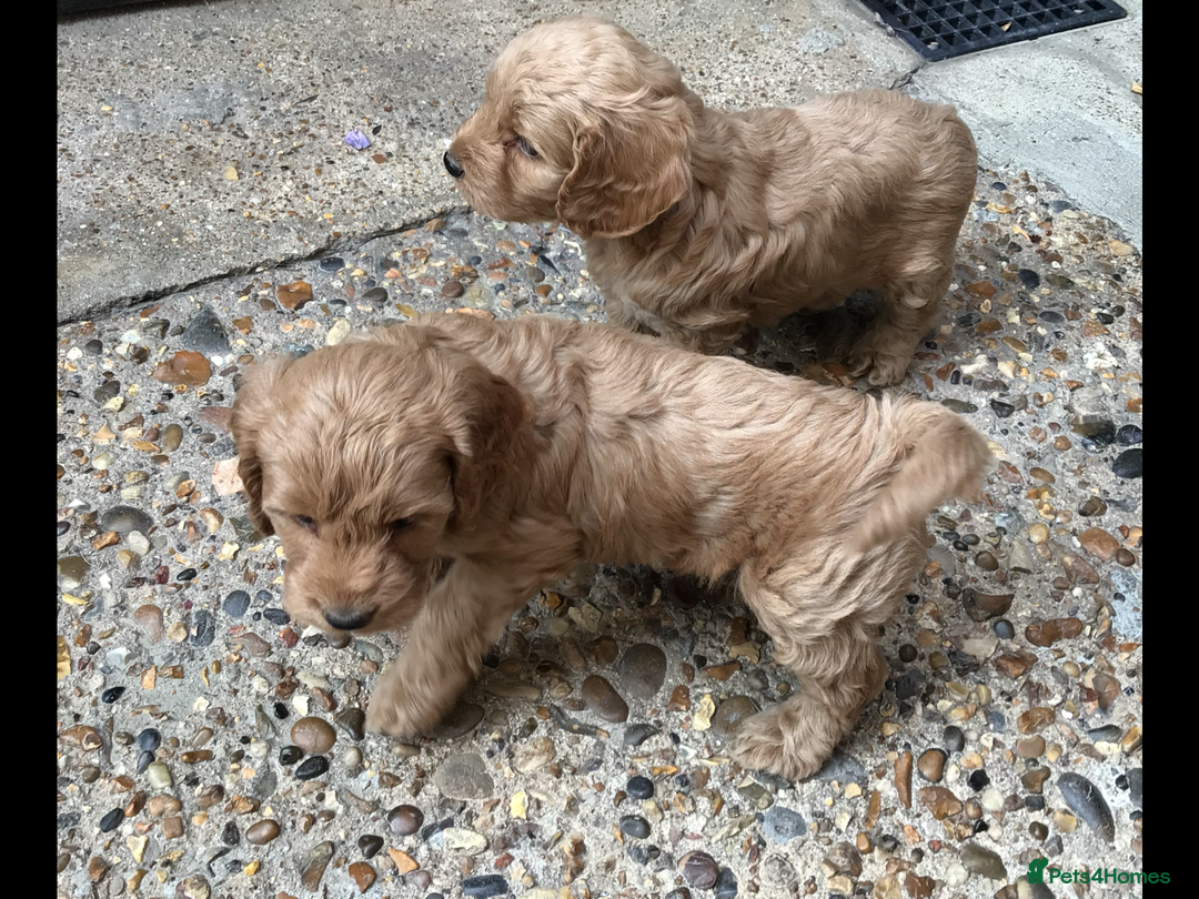 Cockapoo dogs for sale: Gorgeous F1 Cockapoo puppies - Image 10