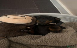 Dachshund dogs for sale: Dachshund  - Image 9