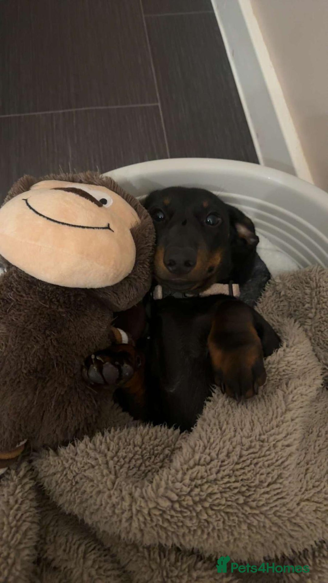 Dachshund dogs for sale: Dachshund  - Image 9