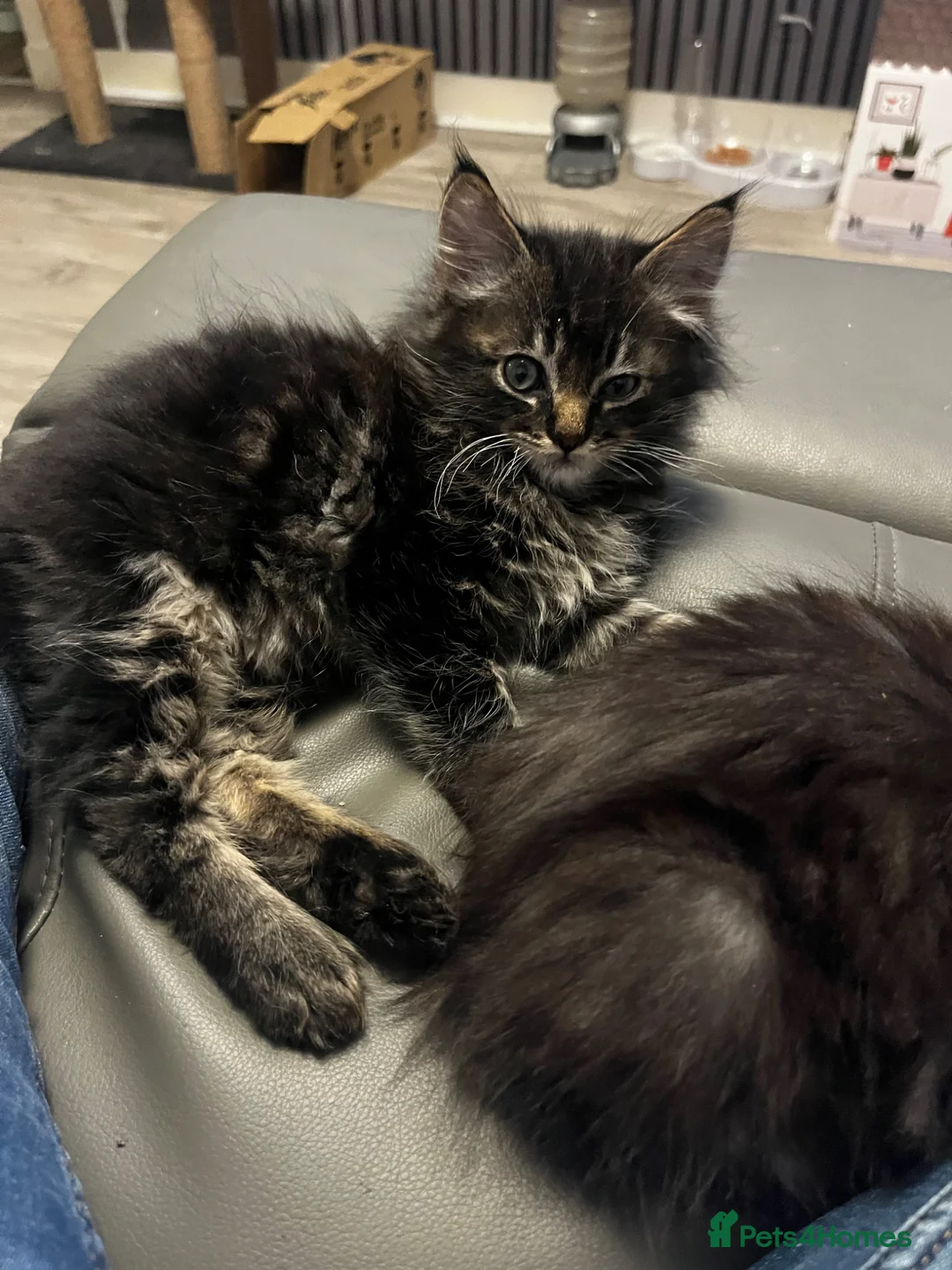 Maine Coon cats for sale: Maine coon kitten  - Advert 2