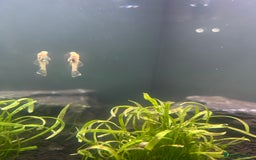 Plecos fish for sale: Young Pleco  - Image 4