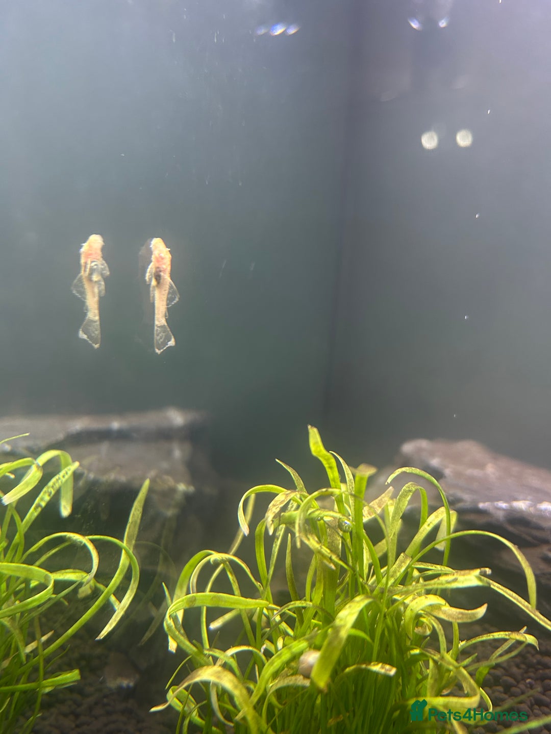 Plecos fish for sale: Young Pleco  - Image 4