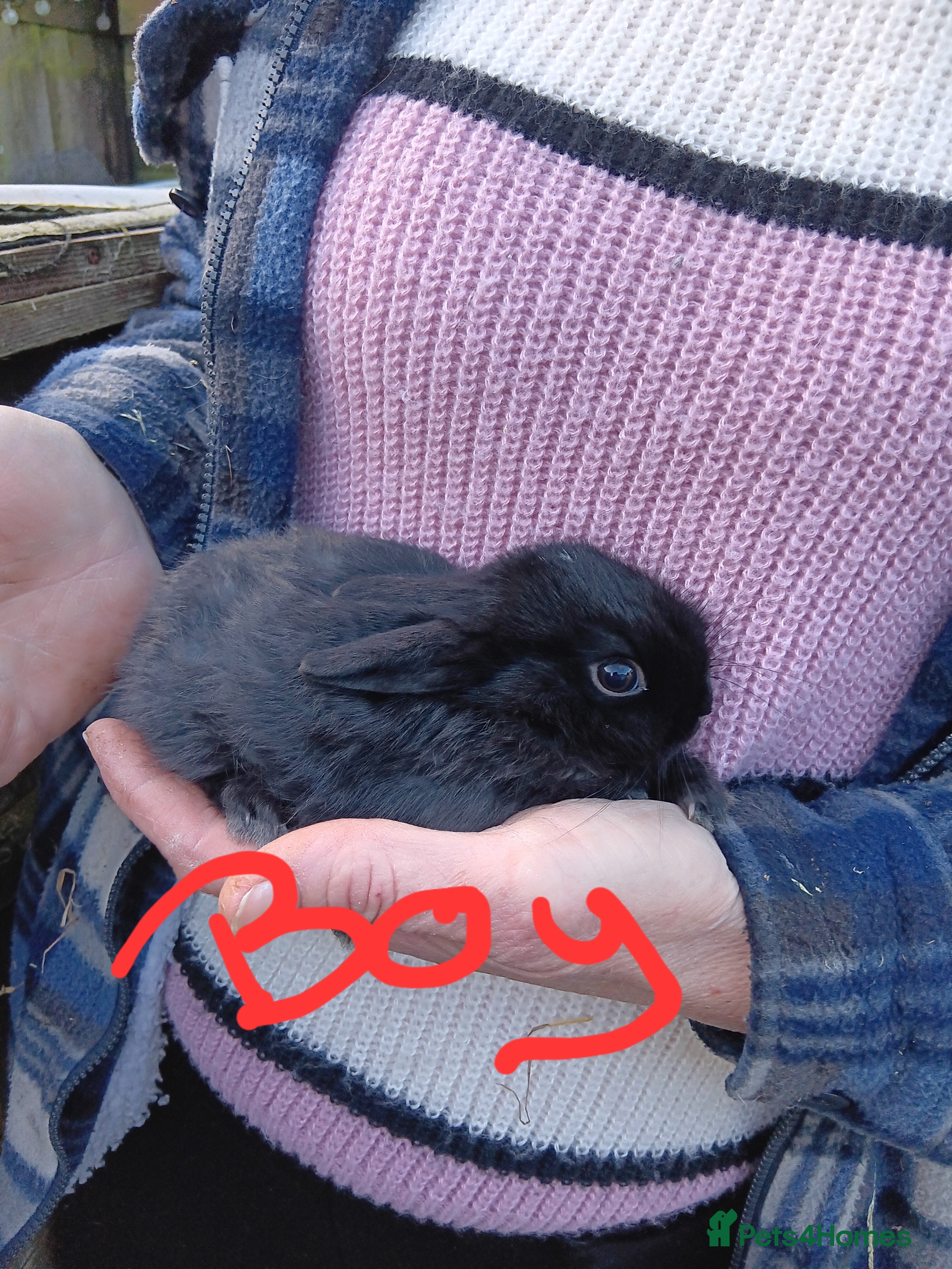 Mixed Breed rabbits Baby rabbits  - Advert 2