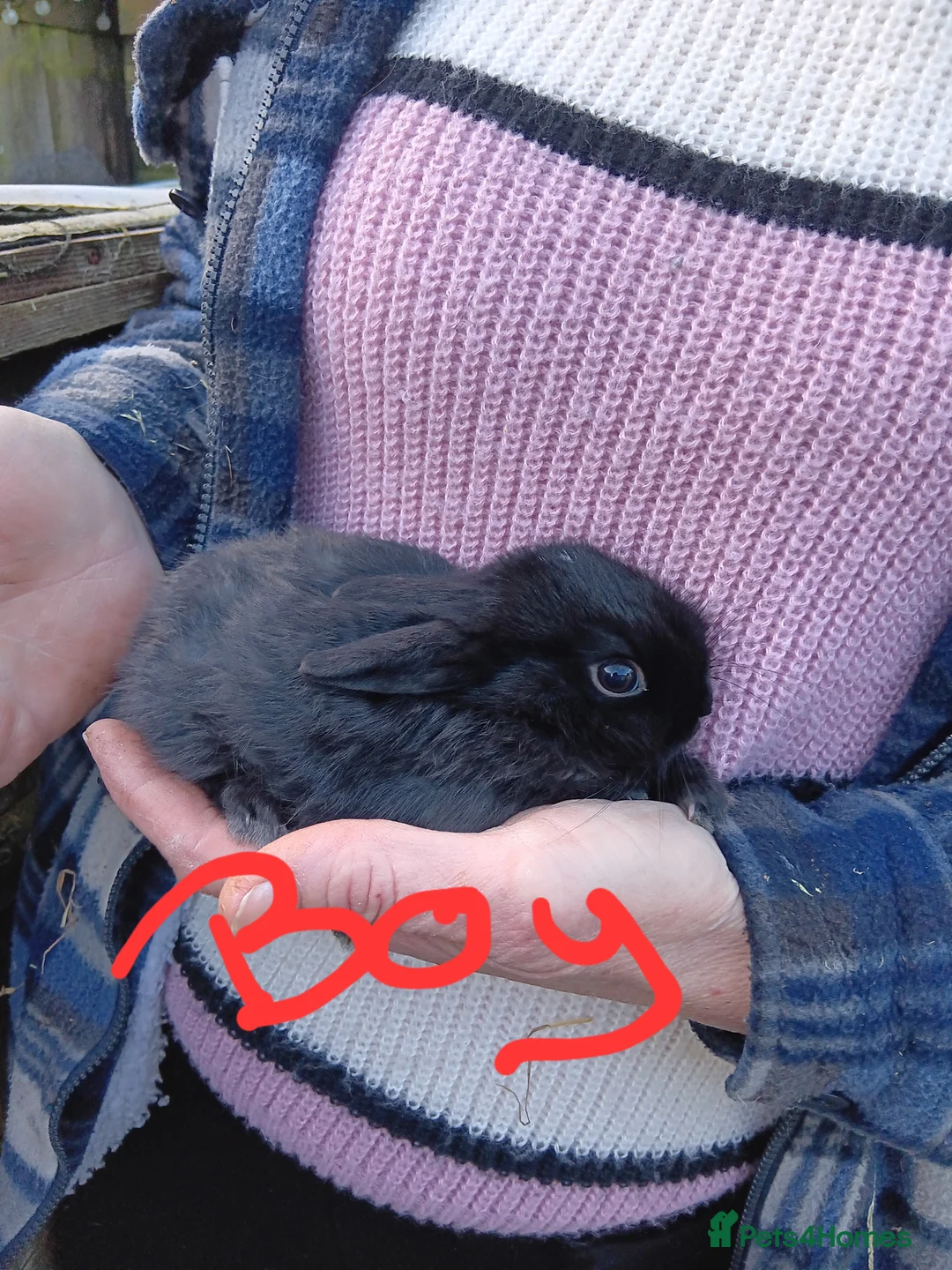 Mixed Breed rabbits for sale: Baby rabbits  - Advert 1