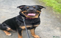 Mixed Breed dogs for sale: Nova Rottweiler/Gsd  - Image 1