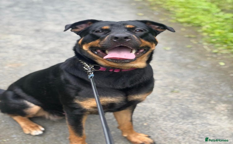 Mixed Breed dogs - Advert 2