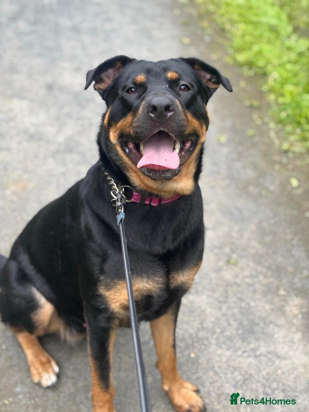 Mixed Breed dogs for sale: Nova Rottweiler/Gsd  - Image 1