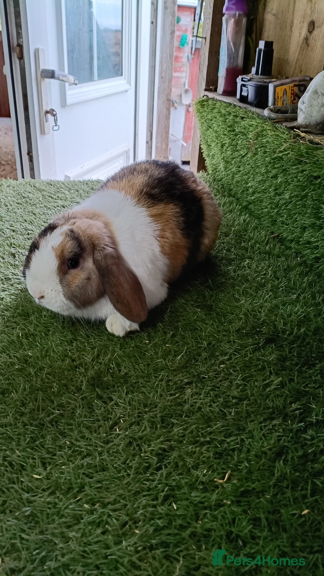 Mini Lop rabbits for sale: Pure mini lops  - Advert 6