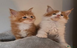 Maine Coon cats for sale: TICA registered pedigree Maincoon kittens - Image 15