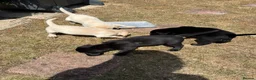 Labrador Retriever dogs for sale: Fantastic Labrador puppies - Advert 8