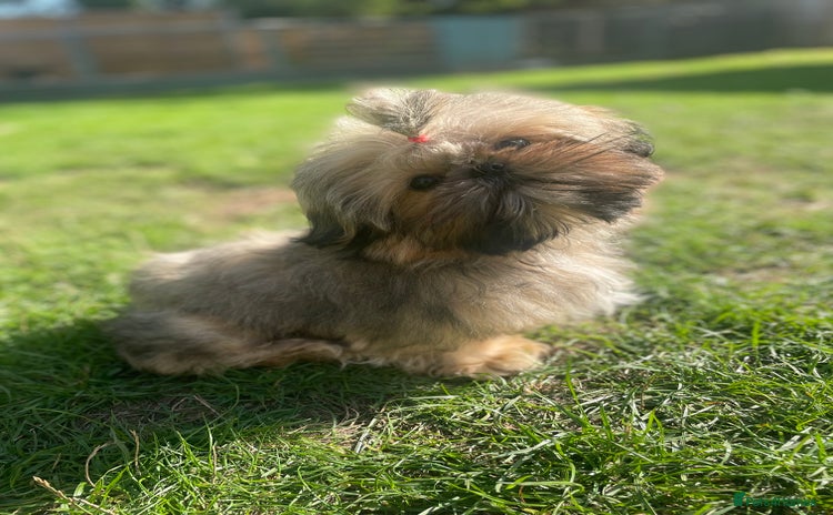 Shih Tzu dogs - Advert 2