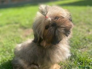 Shih Tzu dogs - Advert 2