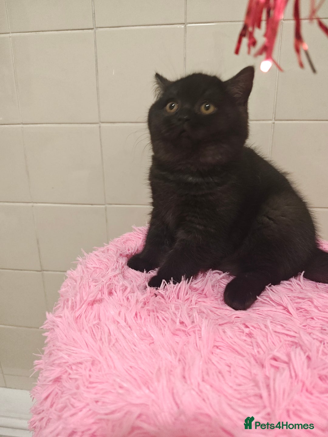 British Shorthair cats for sale: Last blue girl  BSH TICA  registered  - Advert 34