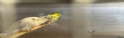 Budgerigars birds for sale: Mixed budgies  - Advert 2