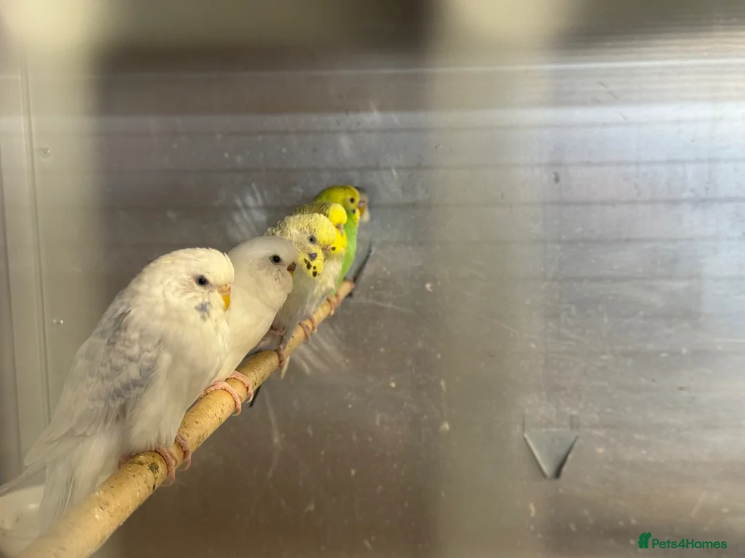 Budgerigars birds for sale: Mixed budgies  - Advert 2