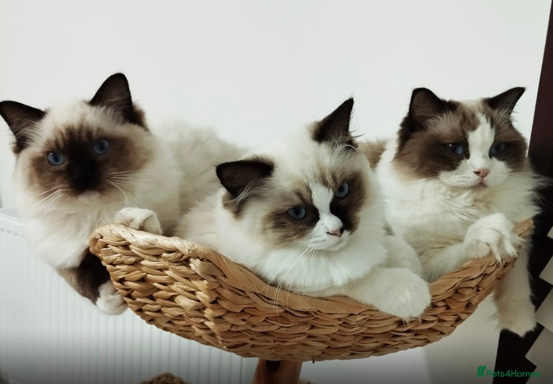 Ragdoll cats for sale: 🎀Beautiful Ragdoll kittens (Tica reg)🎀 - Advert 2