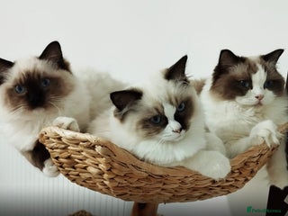 Ragdoll cats Ragdoll kitten - Advert 1