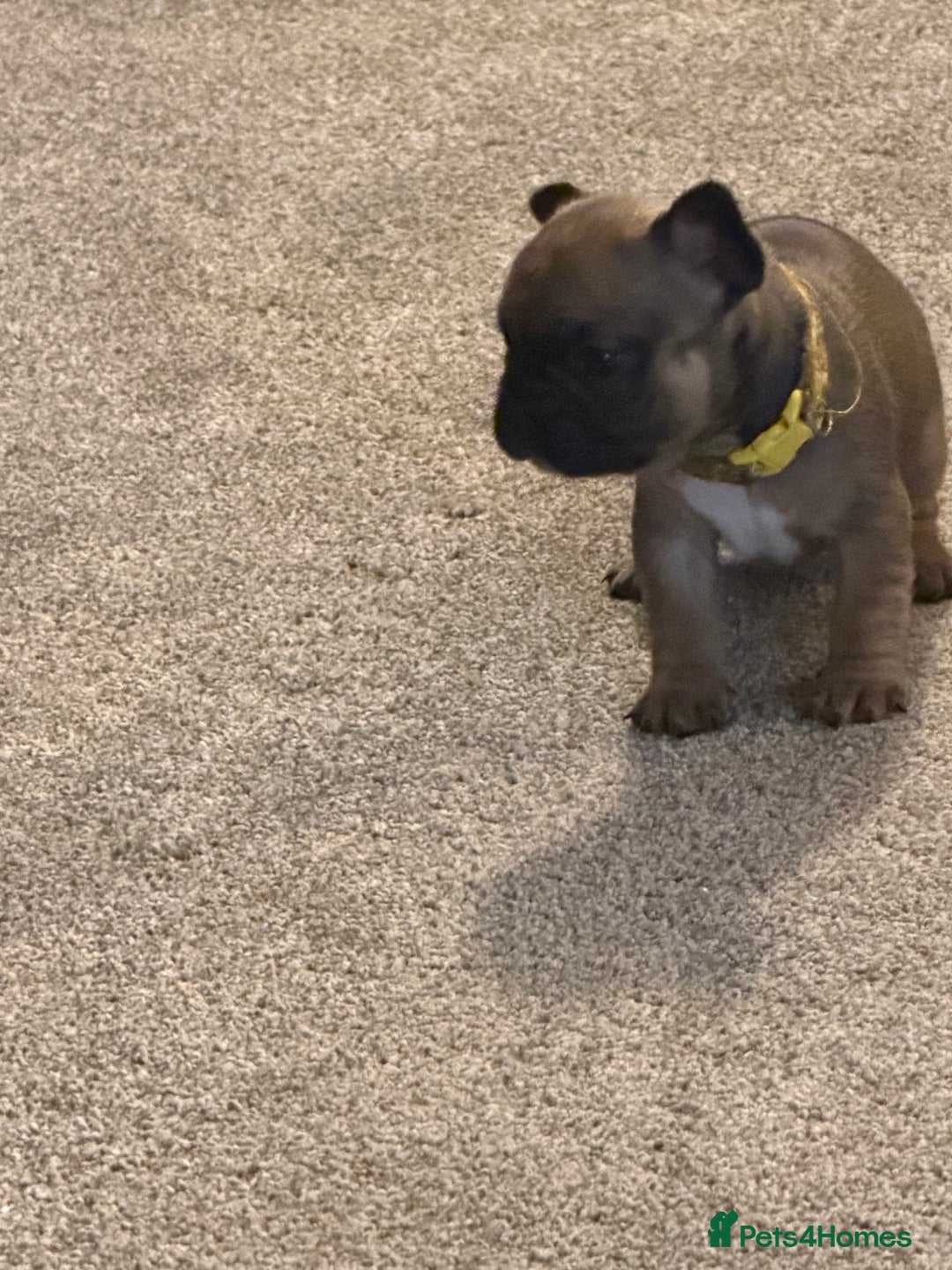 French Bulldog dogs for sale: READY NOW🐾 4 beautiful girls  - Advert 18