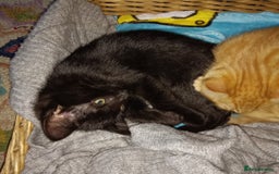 Mixed Breed cats for sale: Beautiful smiley kittens  - Image 15