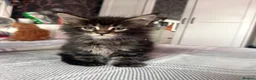 Maine Coon cats for sale: BEAUTIFUL MAINE COON KITTENS LOOKING FOR NEW HOME - Advert 17