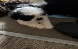 Shih Tzu dogs for sale: Imperial Shih Tzu puppies  - Image 5