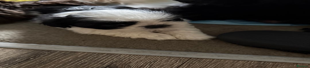 Shih Tzu Puppy 2